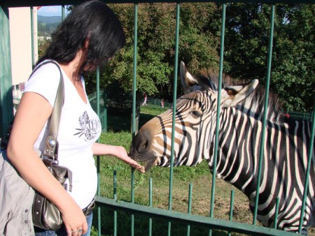 Zebra se lidí nebojí.